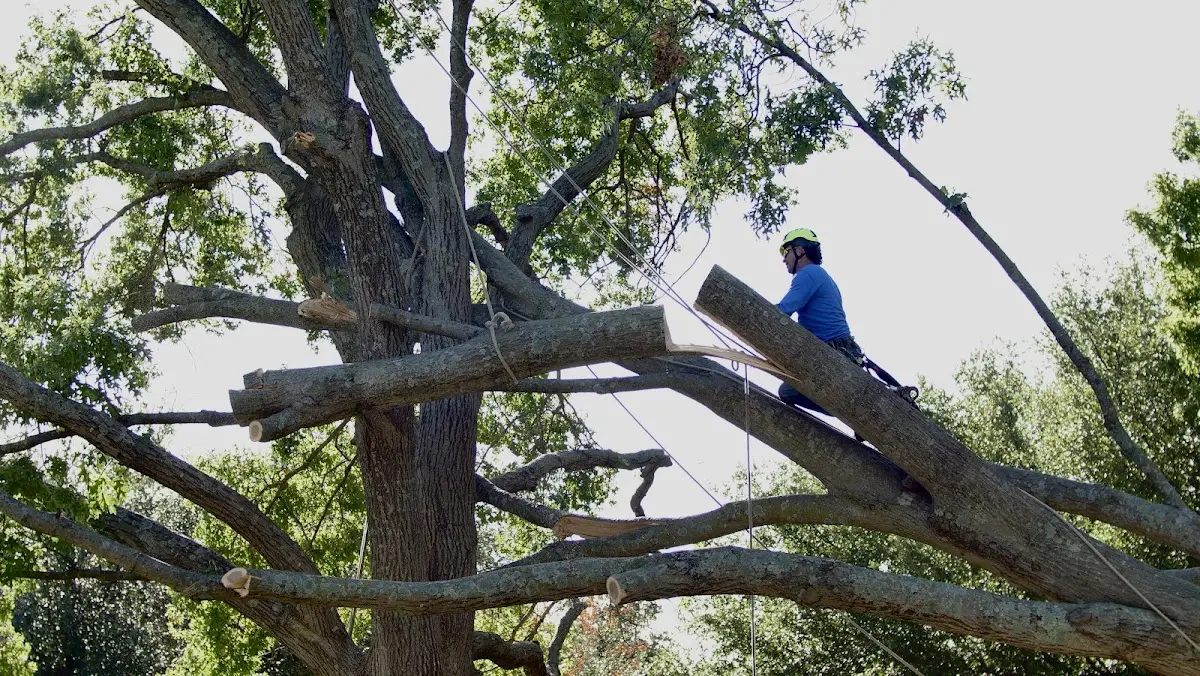 Professional Crown Thinning performed by certified arborists in El Dorado