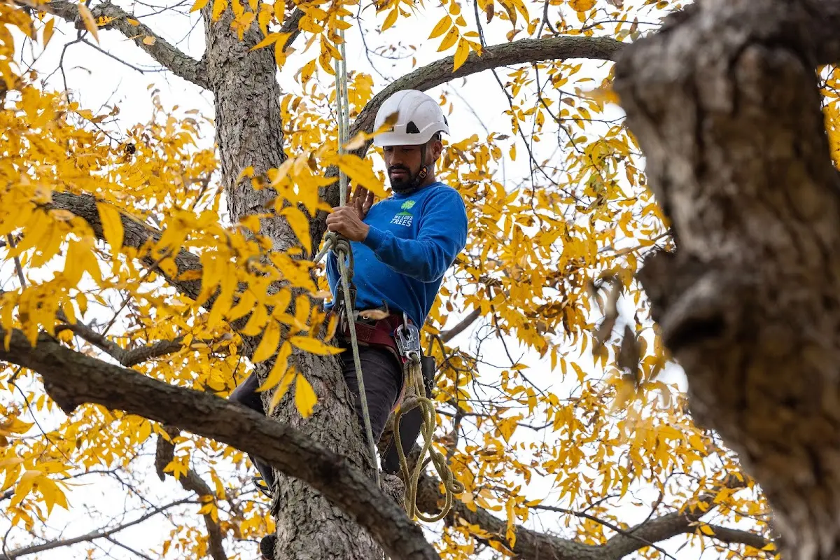 Skilled Tree Trimming crew working in El Dorado